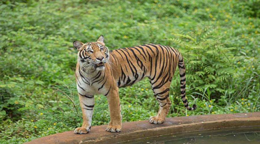 Sundarban 1 Night 2 Days Tour Tour Package